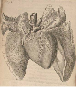 Figura 3: Esquema anatómico corazón-pulmón de G. Harvey