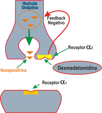 Medicamentos esteroideos mecanismo de accion