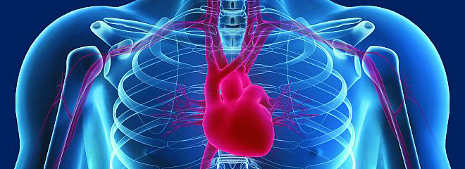 Xray of human heart
